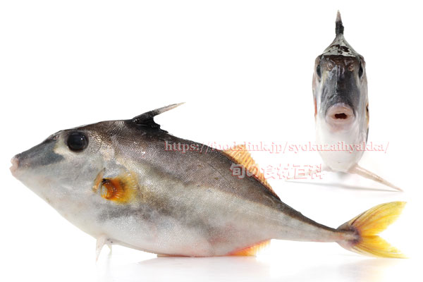 ギマ - Triacanthus biaculeatus - ギマ - Triacanthus biaculeatus -