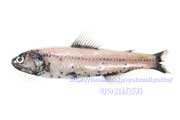 ハダカイワシ - Diaphus watasei -