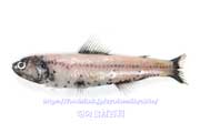 ハダカイワシ - Diaphus watasei - ハダカイワシ - Diaphus watasei -