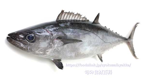 イソマグロ,磯鮪,イソゴッポウ,トカキン,タカキン,いそまぐろ,Gymnosarda unicolor,Dogtooth tuna