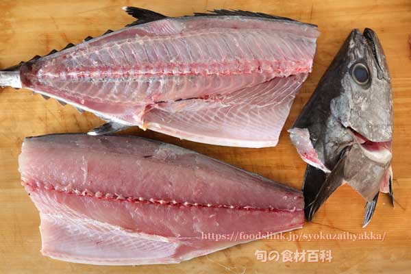 イソマグロ,磯鮪,イソゴッポウ,トカキン,タカキン,いそまぐろ,Gymnosarda unicolor,Dogtooth tuna