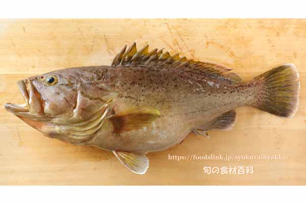 イヤゴハヤタ,Epinephelus poecilonotus,いやごはた