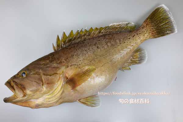 イヤゴハヤタ,Epinephelus poecilonotus,いやごはた