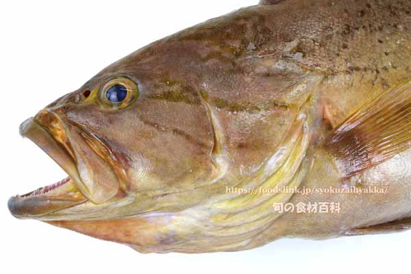 イヤゴハヤタ,Epinephelus poecilonotus,いやごはた