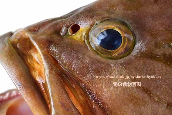 イヤゴハヤタ,Epinephelus poecilonotus,いやごはた