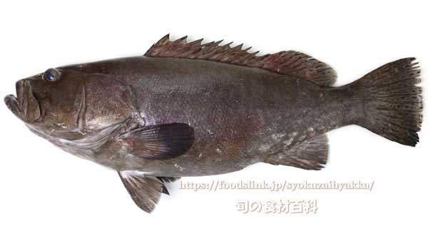 オオスジハタ - Epinephelus latifasciatus -