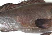 オオスジハタ - Epinephelus latifasciatus -