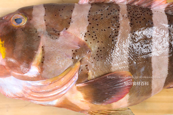 ヤハズアオハタ／コクテンアオハタ ,Epinephelus amblycephalus