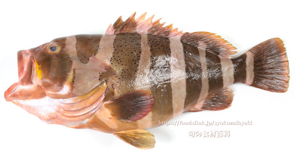 ヤハズアオハタ／コクテンアオハタ ,Epinephelus amblycephalus