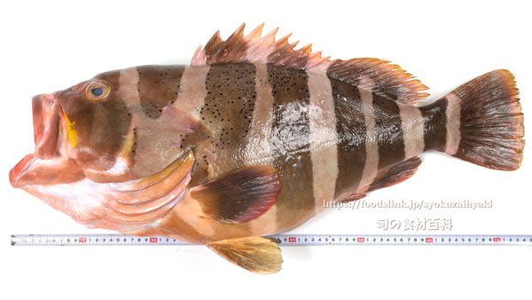 ヤハズアオハタ／コクテンアオハタ ,Epinephelus amblycephalus