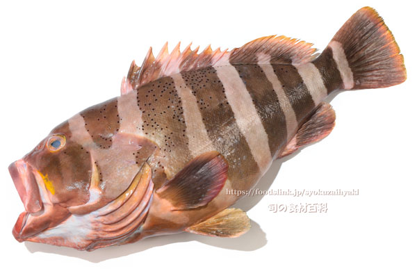 ヤハズアオハタ／コクテンアオハタ ,Epinephelus amblycephalus