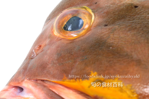 ヤハズアオハタ／コクテンアオハタ ,Epinephelus amblycephalus