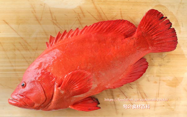 アザハタ Cephalopholis sonnerati　红九棘鲈　Tomato hind