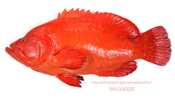 アザハタ Cephalopholis sonnerati　红九棘鲈　Tomato hind