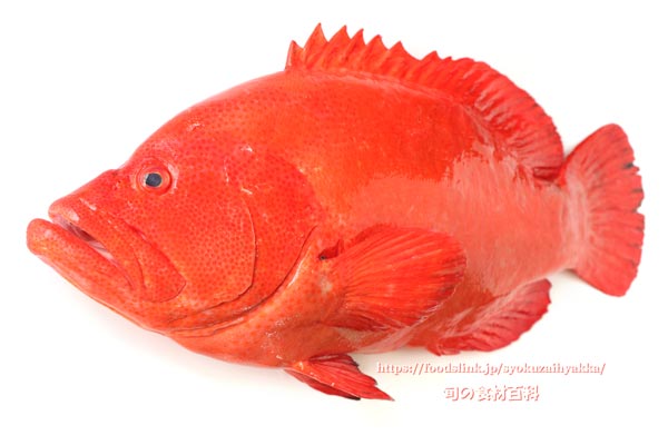 アザハタ Cephalopholis sonnerati　红九棘鲈　Tomato hind