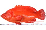 アザハタ Cephalopholis sonnerati　红九棘鲈　Tomato hind