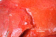 アザハタ Cephalopholis sonnerati　红九棘鲈　Tomato hind