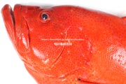 アザハタ Cephalopholis sonnerati　红九棘鲈　Tomato hind