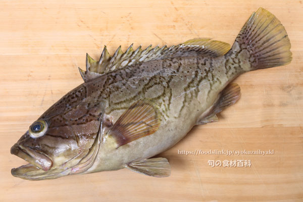 カケハシハタ（梯羽太） - Epinephelus radiatus,Oblique-banded grouper