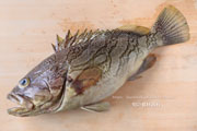 カケハシハタ（梯羽太） - Epinephelus radiatus,Oblique-banded grouper