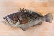 カケハシハタ（梯羽太） - Epinephelus radiatus,Oblique-banded grouper