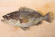 カケハシハタ（梯羽太） - Epinephelus radiatus,Oblique-banded grouper