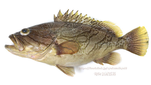 カケハシハタ（梯羽太） - Epinephelus radiatus,Oblique-banded grouper