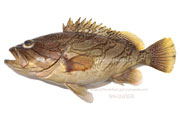 カケハシハタ（梯羽太） - Epinephelus radiatus,Oblique-banded grouper