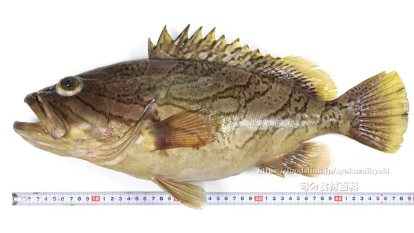 カケハシハタ（梯羽太） - Epinephelus radiatus,Oblique-banded grouper