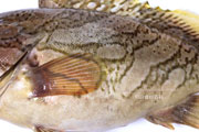 カケハシハタ（梯羽太） - Epinephelus radiatus,Oblique-banded grouper