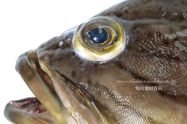 カケハシハタ（梯羽太） - Epinephelus radiatus,Oblique-banded grouper