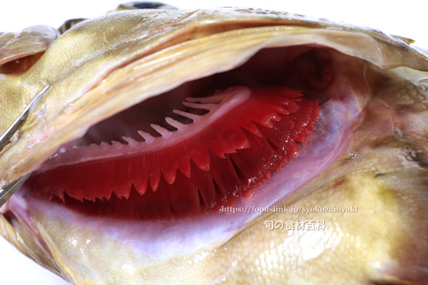 カケハシハタ（梯羽太） - Epinephelus radiatus,Oblique-banded grouper