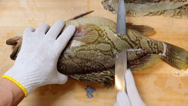 カケハシハタ（梯羽太） - Epinephelus radiatus,Oblique-banded grouper