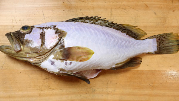 カケハシハタ（梯羽太） - Epinephelus radiatus,Oblique-banded grouper