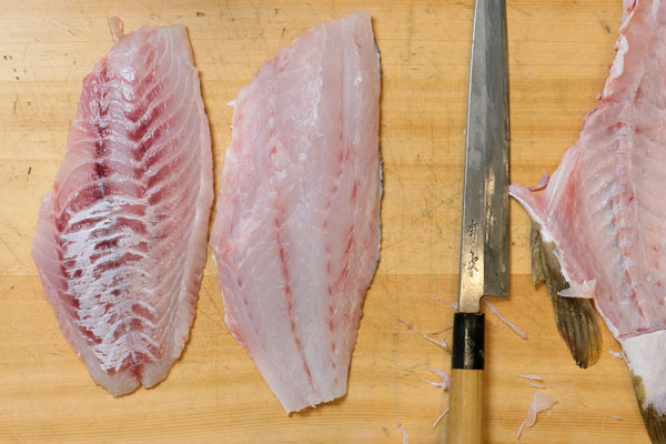 カケハシハタ（梯羽太） - Epinephelus radiatus,Oblique-banded grouper