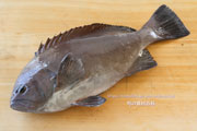 トビハタ,鳶羽太,Triso dermopterus,Oval grouper