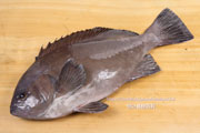 トビハタ,鳶羽太,Triso dermopterus,Oval grouper