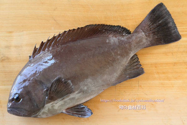 トビハタ,鳶羽太,Triso dermopterus,Oval grouper