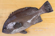 トビハタ,鳶羽太,Triso dermopterus,Oval grouper