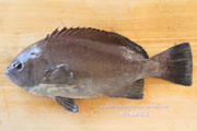 トビハタ,鳶羽太,Triso dermopterus,Oval grouper