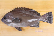 トビハタ,鳶羽太,Triso dermopterus,Oval grouper