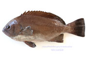 トビハタ,鳶羽太,Triso dermopterus,Oval grouper