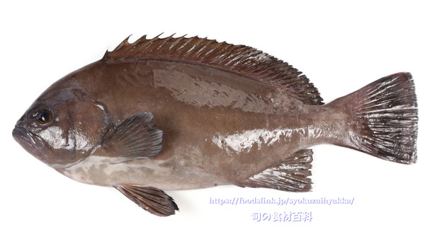 トビハタ,鳶羽太,Triso dermopterus,Oval grouper