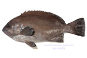 トビハタ,鳶羽太,Triso dermopterus,Oval grouper