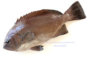 トビハタ,鳶羽太,Triso dermopterus,Oval grouper