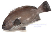 トビハタ,鳶羽太,Triso dermopterus,Oval grouper