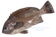 トビハタ,鳶羽太,Triso dermopterus,Oval grouper