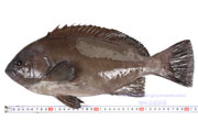 トビハタ,鳶羽太,Triso dermopterus,Oval grouper