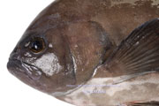 トビハタ,鳶羽太,Triso dermopterus,Oval grouper