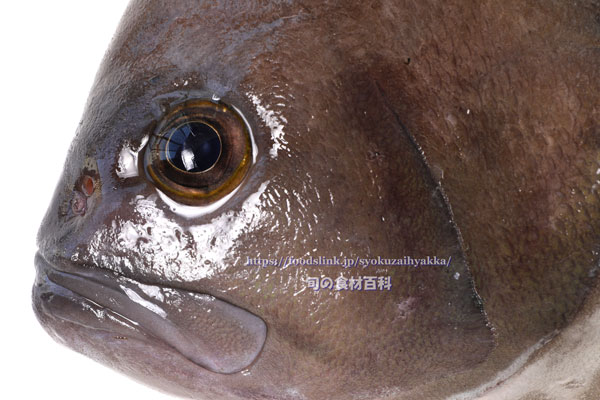 トビハタ,鳶羽太,Triso dermopterus,Oval grouper